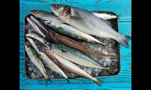 मासे सांगणार नदी प्रदूषणाची पातळी