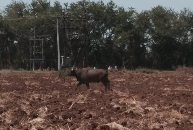 म्हैसाळ परीसरात गव्याचा धुमाकूळ