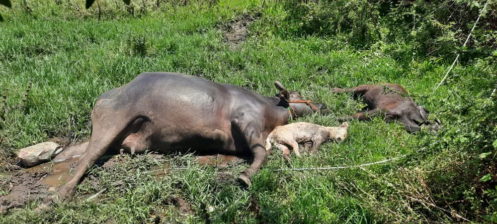 साताऱ्यातील प्रतापसिंहनगरात तीन म्हैशींचा शॉक लागल्याने मृत्यू: म्हैस मालक सुदैवाने बचावला