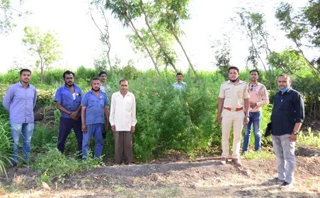 सांगली : शेगावमध्ये दीड लाखांची गांजा झाडे जप्त
