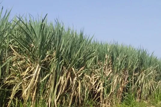 सांगली : ऊस हंगामाची सांगता ; शेतकऱ्यांना कोट्यावधीचा फटका