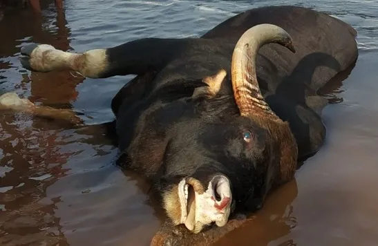 दूधगंगा उजव्या कालव्यात पडला दहा गव्यांचा कळप