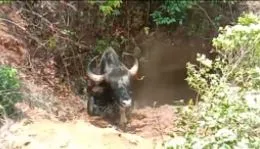 सातारा : सोंडपार येथे पाण्याच्या कुंडामध्ये पडला गवा