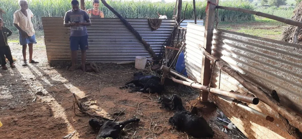 नागठाणेत बिबट्याच्या हल्ल्यात तीन शेळ्या ठार