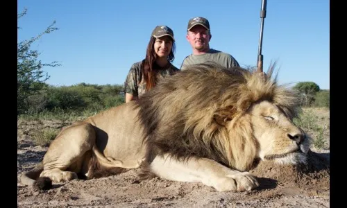 शिकारीसाठी सिंह पाळण्यावर बंदी