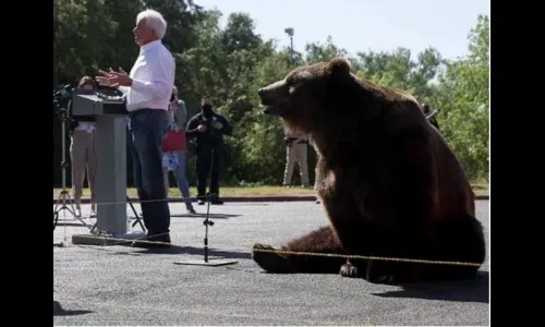 500 किलो वजनाच्या अस्वलासह प्रचारसभा