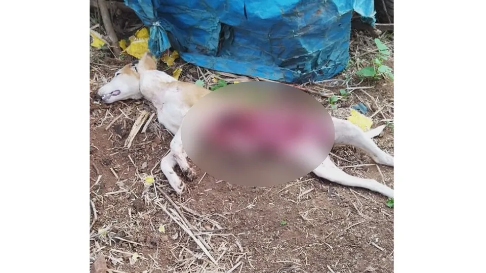 सरुड परिसरात बिबट्याचा दुसऱ्यांदा कुत्र्यावर हल्ला