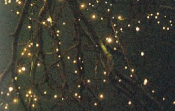 राधानगरीत होणारा काजवा व पर्यटन महोत्सव सलग दुसऱ्या वर्षी रद्द