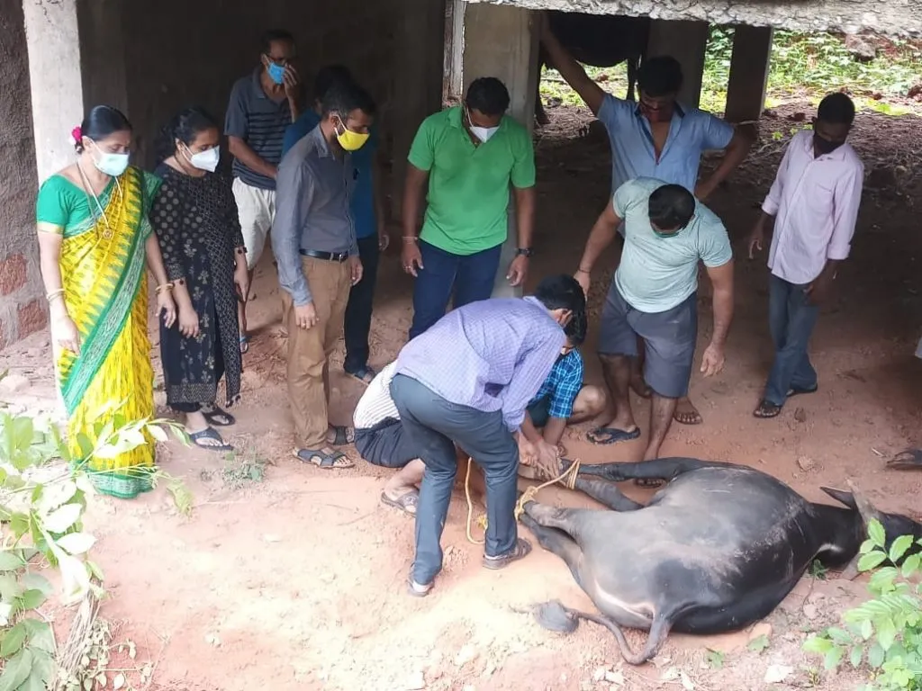 नगराध्यक्ष शुभांगी वायंगणकर यांच्या पुढाकाराने इमारतीवरून पडलेल्या जखमी गाईला जीवदान