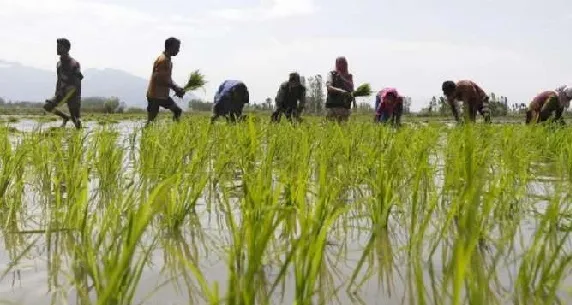 पावसाची दडी, पेरण्या खोळंबल्या