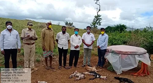 लांडग्यांच्या हल्ल्यात पाच बकरी ठार तर चार बेपत्ता