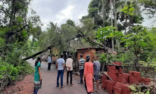 आचरा येथे झाड पडून घरासह विद्युत वाहिन्यांचे नुकसान