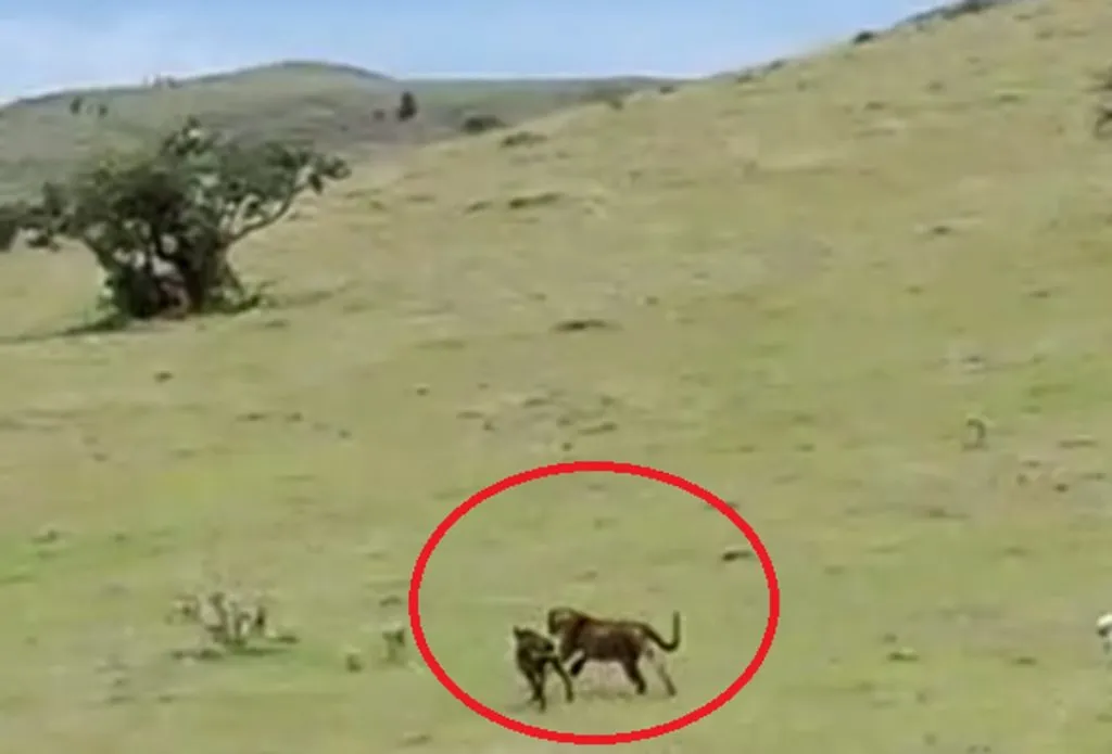 शिकारी कुत्र्यांच्या मदतीने बिबटयाला पळवणार्या तरुणांवर गुन्हे दाखल