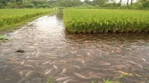 सांगली : मत्स्यशेती योजनेत जुन्या शेतकऱ्यांना डावलल्याने मोठे नुकसान