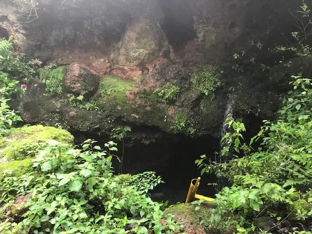 ‘निपाह’ संदर्भातील शास्त्रज्ञांच्या दाव्याची सत्यता पडताळा