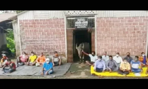 तिलारी जलसंपदा कार्यालयात जखमी रेड्यासह आंदोलन