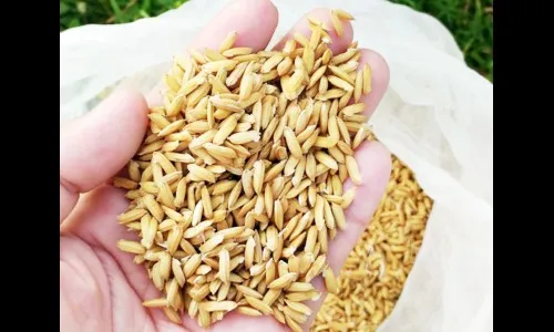 भाताच्या आधारभूत दरात वाढ