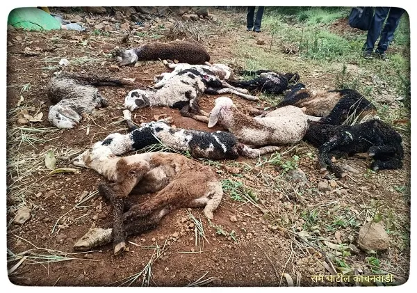 शिरोली दुमाला येथे वन्य प्राण्याच्या हल्ल्यात १० बकऱ्यांचा मृत्यू