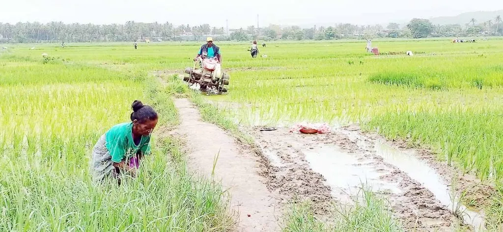 शेतकऱयांना सतावणाऱया समस्यांमुळे कासावलीतील शेतजमीन पडिक