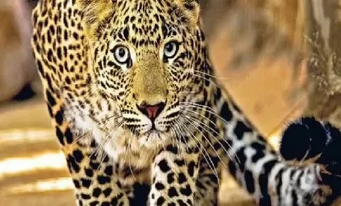 सातारा : बिबट्याचा पाच वर्षांच्या मुलावर हल्ला