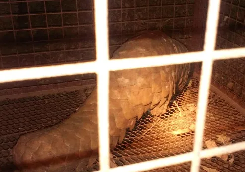 वाळवा तालुक्यातील वाटेगावात सापडले खवले मांजर