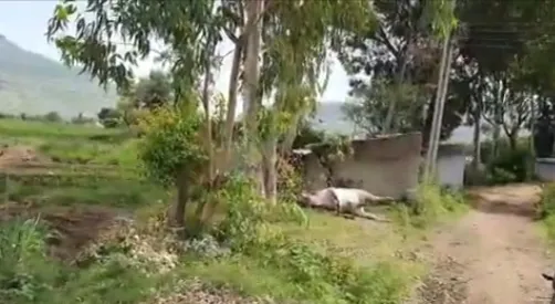 शर्यतीच्या बैलाची अज्ञातांकडून हत्या