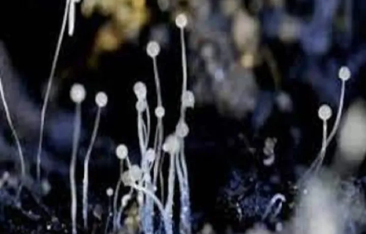 महाराष्ट्रात ‘ब्लॅक फंगस’चे 9,268 रुग्ण; तर 1,112 मृत्यू