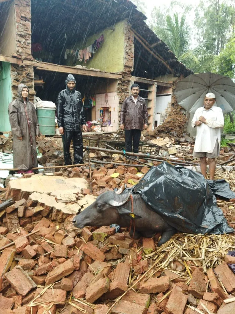 खेबवडे येथे भिंत कोसळून दोन दुभती जनावरे गंभीर जखमी