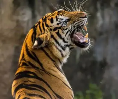 वाघाच्या हल्ल्यात दोघे ठार,तिसरा वाचला