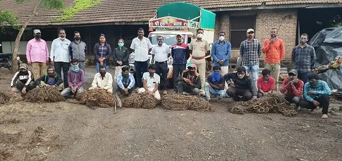 सातारा : बावधन परिसरात रानडुक्कर शिकार प्रकरणी बारा संशयित वन विभागाच्या जाळ्यात
