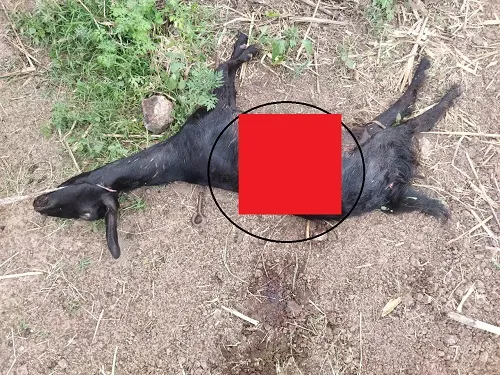 सांगली : वांगी येथे तरसाच्या हल्ल्यात दोन शेळ्या ठार, दोन जखमी