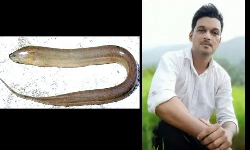 सिंधुदुर्गच्या जंगलात चमत्कारिक माशांचे अस्तित्व