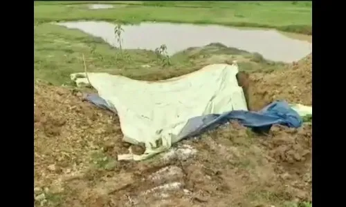 ग्रामपंचायतीचे फर्मान, 300 श्वानांची हत्या