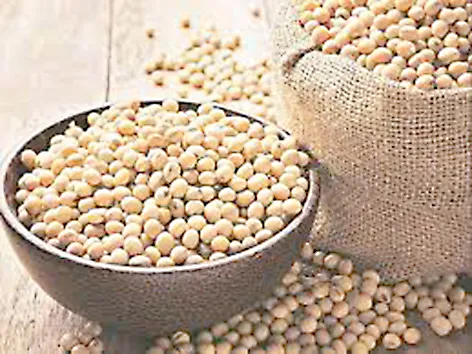 Solapur News: मुख्यमंत्र्यांच्या घोषणेनंतरही सोयाबीन खरेदीसाठी मुहूर्त मिळेना.. Heavy rains floods damage Soybean Kharif crops this year