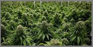 हमीभाव नसल्याने शेतकऱ्याची गांजा लागवडीची मागणी