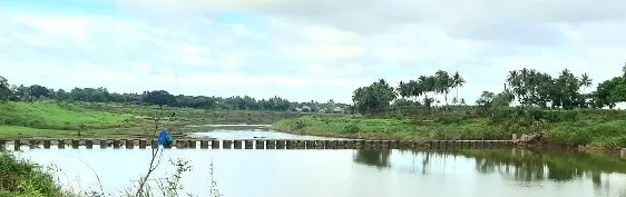 सांगली : आयर्विन पुलाजवळील बंधाऱ्यावर झाडे अडकल्याने धोका