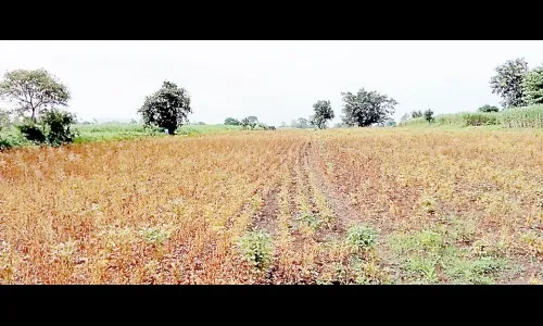पावसामुळे सोयाबिन पिकाला फटका
