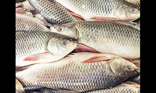 ऑनलाईन मासे विक्री योजना बारगळली