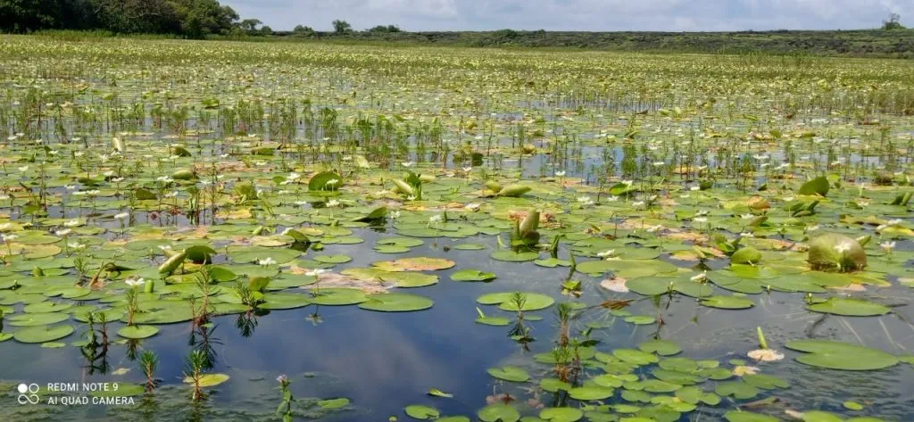 ऑक्टोबरमध्ये येणारी फुले चक्क ऑगस्टमध्ये