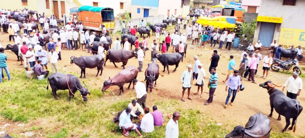 एपीएमसी जनावरांच्या बाजारात मूलभूत सुविधांची वानवा