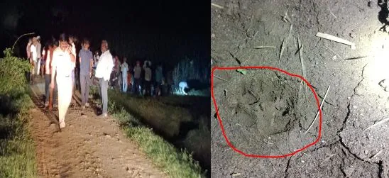 पुजारवाडी परिसरात बिबट्या सदृश्य प्राणी दिसल्याने खळबळ