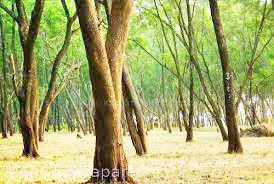 व्हॅक्सिन डेपोत झाडे लावा; मात्र तोडलेल्या झाडांना हात लावायचा नाही!