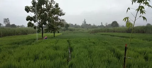 शिराळा तालुक्यात पावसाची हजेरी; बळीराजा सुखावला