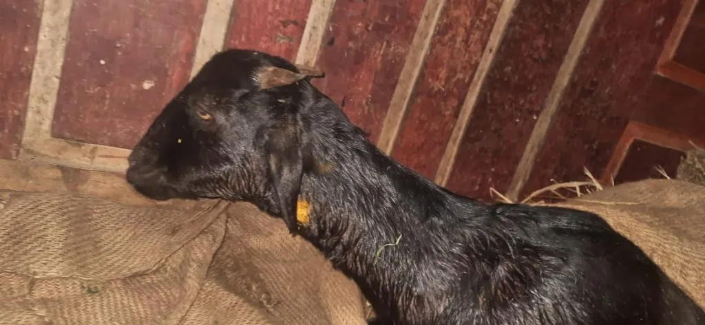 बिबट्याच्या हल्ल्यात कालवड ठार, शेळी जखमी