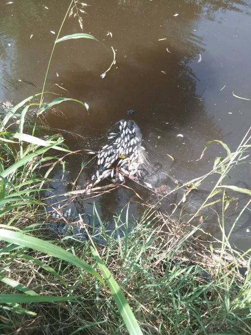 कबनूर ओढ्यातील मासे मृतावस्थेत; शाश्वत उपायांची आवश्यकता