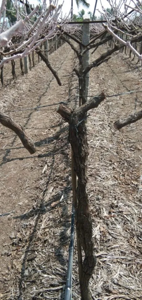 खंडेराजूरीत अज्ञातांकडून द्राक्षबागेची कत्तल