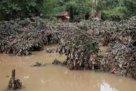 कर्नाटक : पावसामुळे निर्यातीक्षम कॉफीचे अतोनात नुकसान