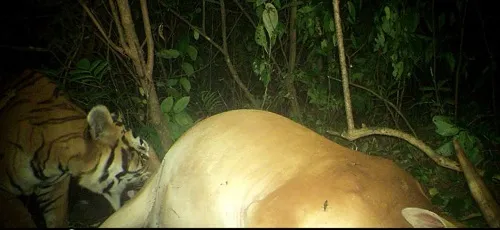 कोल्हापूर : सावंतवाडी वनक्षेत्रात वाघाकडून पुन्हा शिकार