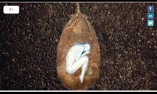 मृत शरीराला वृक्षात बदलणारी कंपनी