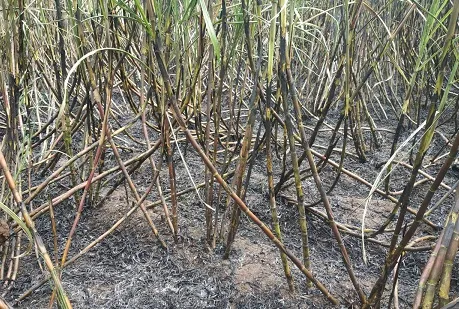 नरतवडेत तीन एकरातील ऊस जळून खाक